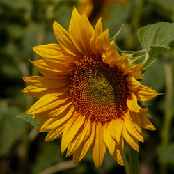 Close-up of sunflower