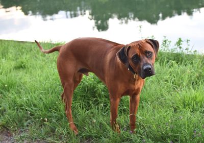 Dog standing on grass