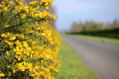 Yellow flowers growing on field