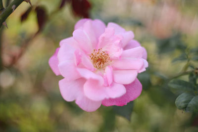 Close-up of pink flower