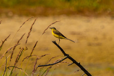 Close-up of bird perching on branch