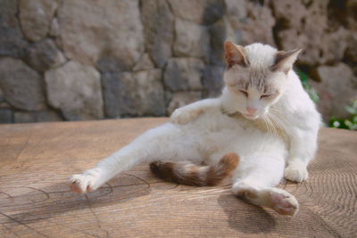 Portrait of white cat sitting outdoors