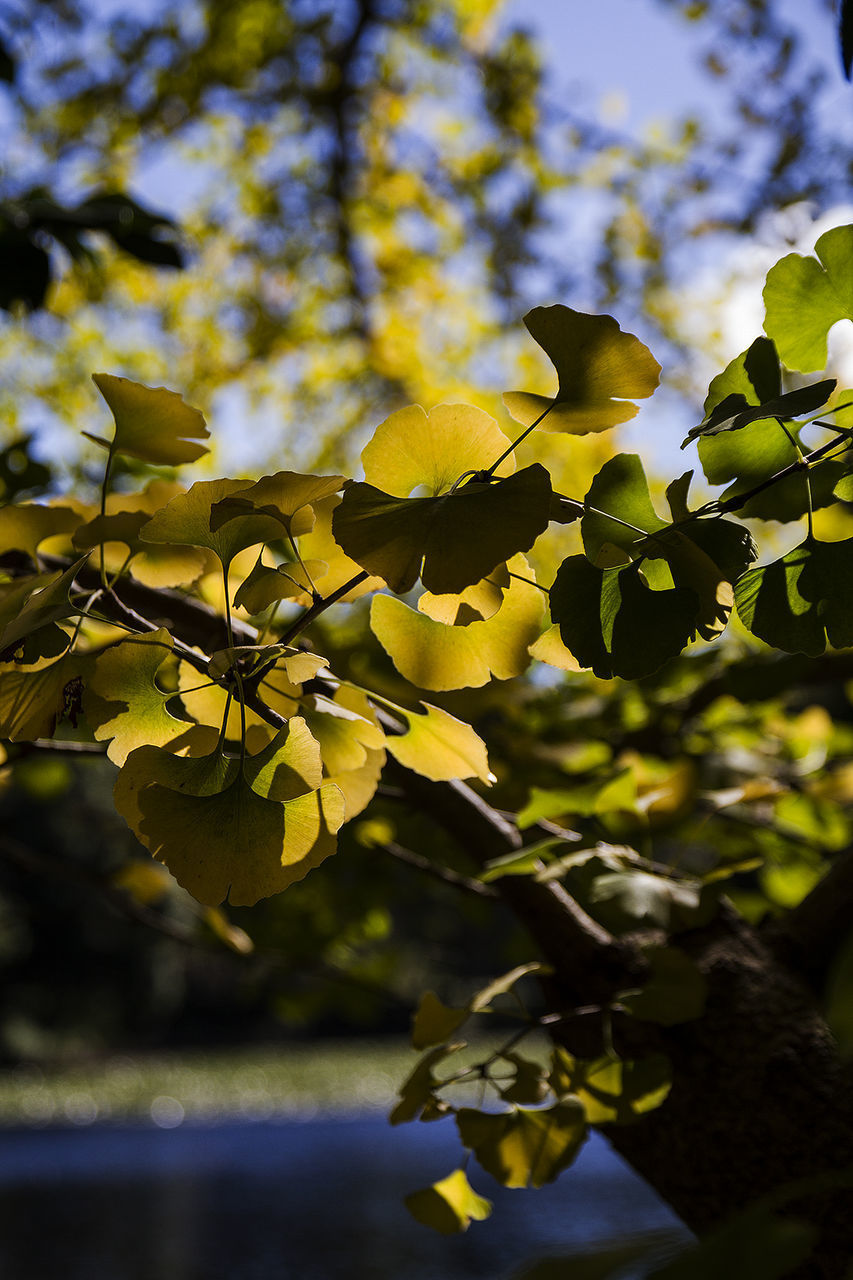 CLOSE-UP OF YELLOW LEAVES ON TREE