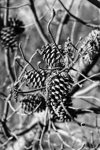 Close-up of flowering plant against blurred background