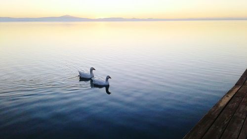 Geese swimming on lake against sky