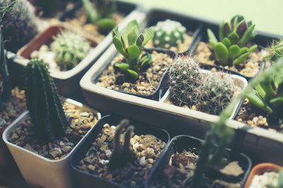 High angle view of potted plants