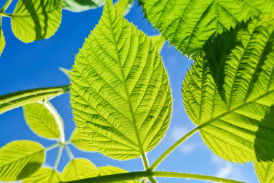 Bottom view of fresh green leaves against blue sky. summer natural background. green leaves of plant 
