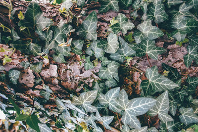 High angle view of leaves on plant during autumn