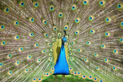 Close-up of peacock feathers