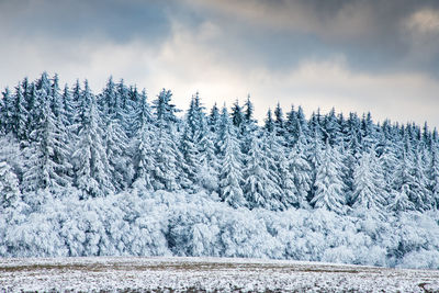 Pine trees on snow covered land against sky