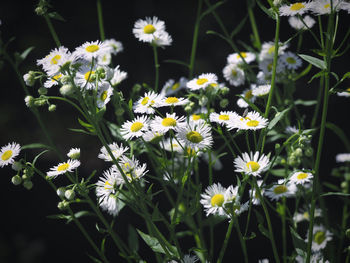 Close-up of white daisy flowers on field