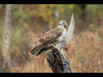 Close-up of owl perching outdoors