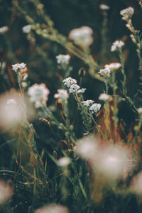 Close-up of white flowering plant