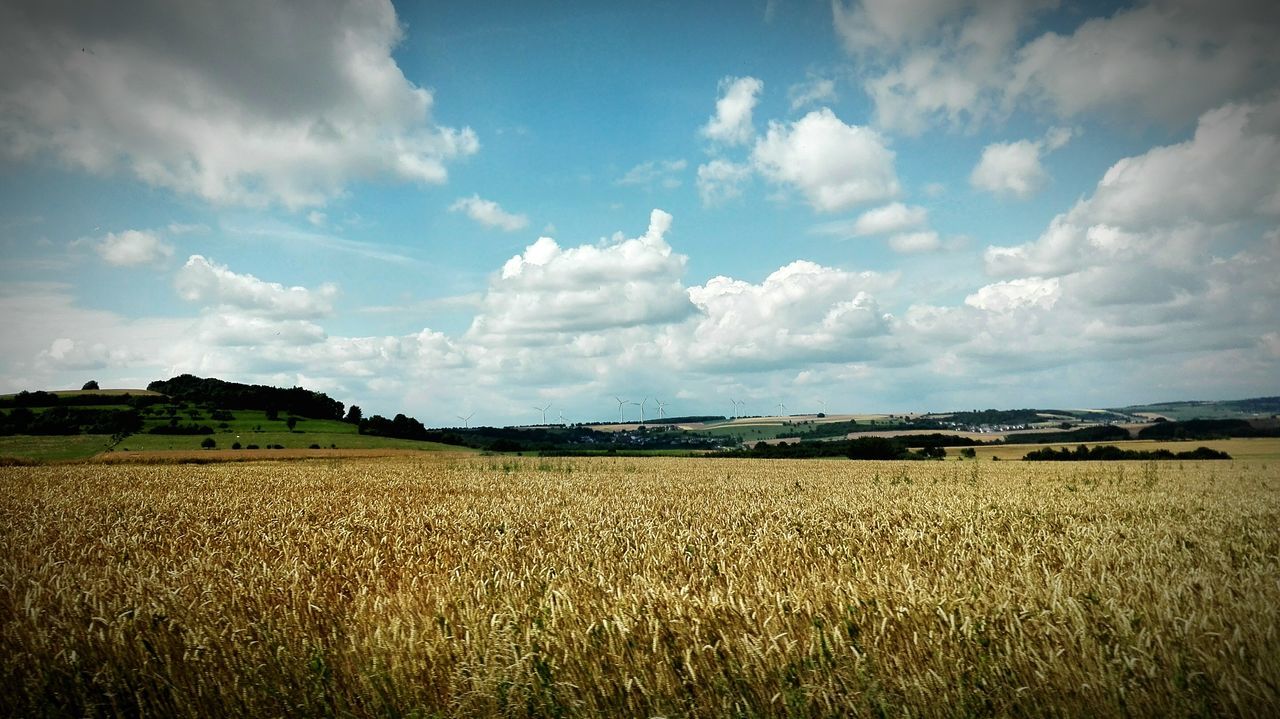 agriculture, rural scene, landscape, field, tranquil scene, sky, tranquility, crop, scenics, beauty in nature, nature, cloud - sky, growth, cultivated land, horizon over land, cloud, hay, grass, day, no people, outdoors, idyllic, bale, remote, plant, cloudy, non-urban scene, blue