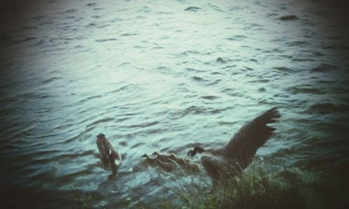 Bird swimming in water