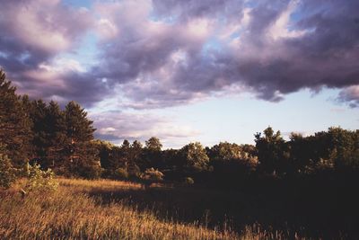 Silhouette trees in forest against sky at sunset