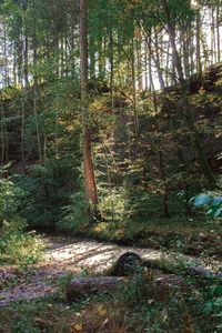 Trees in forest