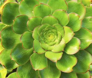 Full frame shot of cactus