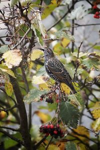 Bird perching on a tree