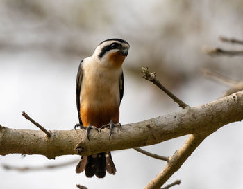 Close-up of bird perching on branch