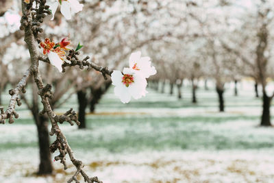 Close-up of white cherry blossom tree