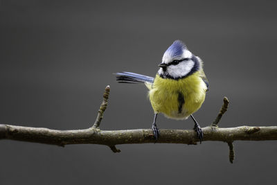 Close-up of bird perching on branch