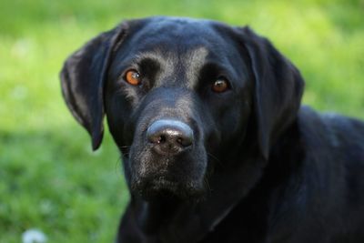 Close-up portrait of black dog