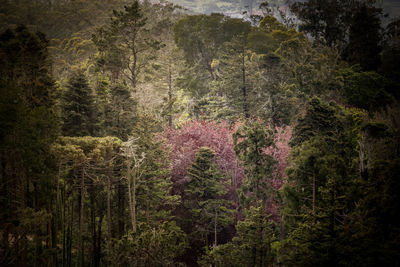 Trees in forest