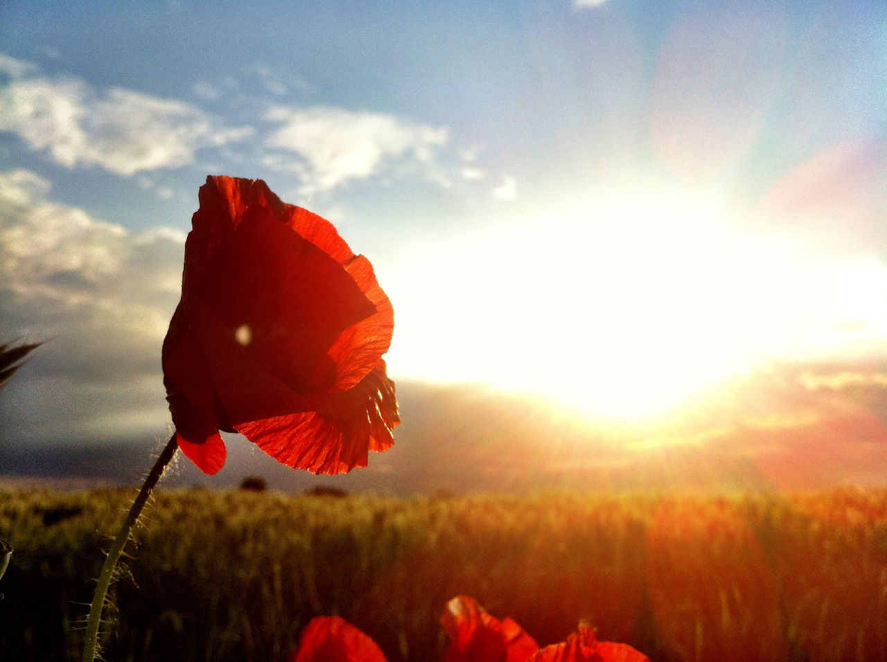 flower, red, beauty in nature, fragility, sky, petal, growth, freshness, nature, plant, sun, flower head, poppy, sunlight, field, focus on foreground, sunset, tranquility, close-up, cloud - sky