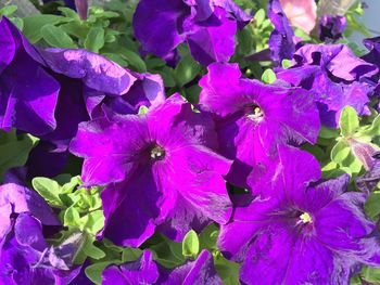 Close-up of wet purple flowers