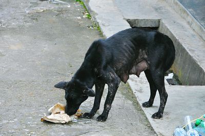 Black dog on shore