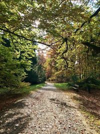 Trees in forest