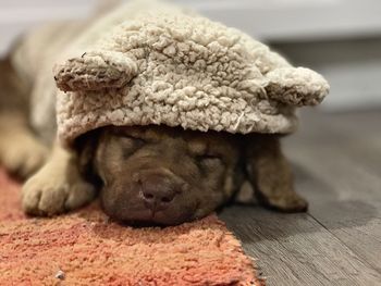 Close-up of a dog sleeping on floor