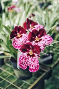 Close-up of pink flowering plant