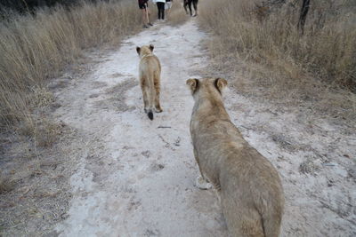 High angle view of cats on road