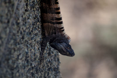 Close-up of bird on tree trunk