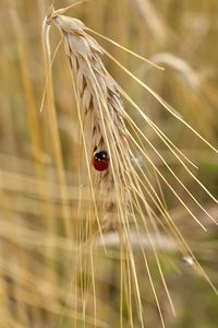 Close-up of ladybug on plant