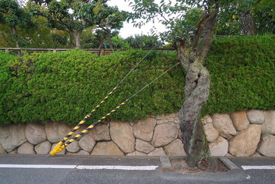 Plants growing on tree