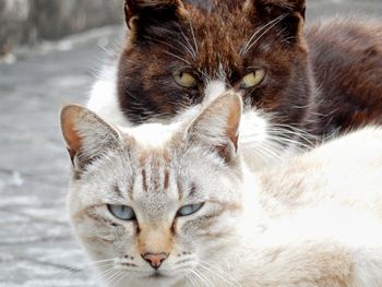 Close-up portrait of a cat