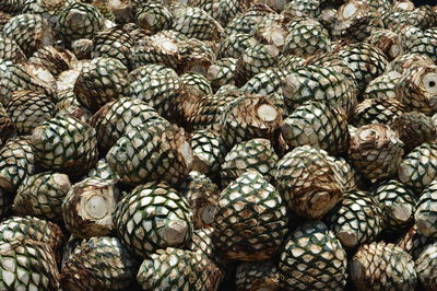 A pile of agave plants in a tequila factory in tequila, mexico