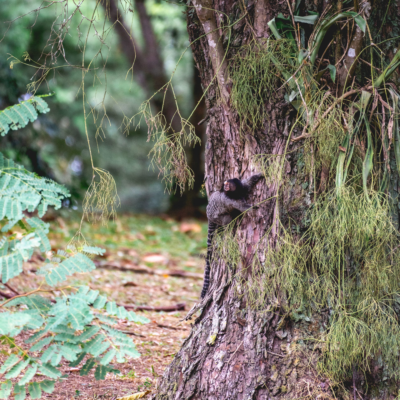 plant, tree, woodland, wildlife, forest, nature, natural environment, no people, land, day, branch, wilderness, leaf, growth, animal, outdoors, animal wildlife, beauty in nature, animal themes, trunk, green, tree trunk, tranquility, focus on foreground, jungle, one animal, flower, plant part, environment, rainforest, autumn