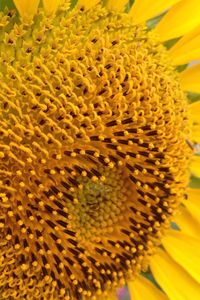 Macro shot of yellow flower