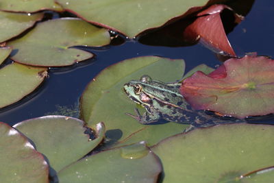 High angle view of wet leaves floating on lake and frog