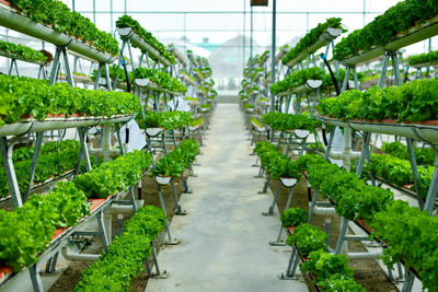 Plants in greenhouse