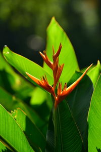 Close-up of red flowering plant