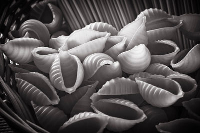 High angle view of shells