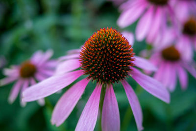 Close-up of pink flower