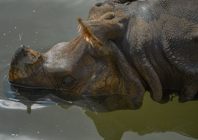 Close-up of turtle in lake