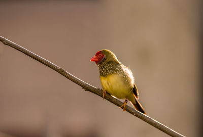 Close-up of bird perching on branch