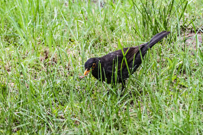 Side view of a bird on field